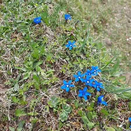 Annelies Breitenbach am Inn